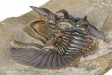 Rare, Spiny Corynexochid Trilobite (Bojoscutellum?) - Morocco #381156-5